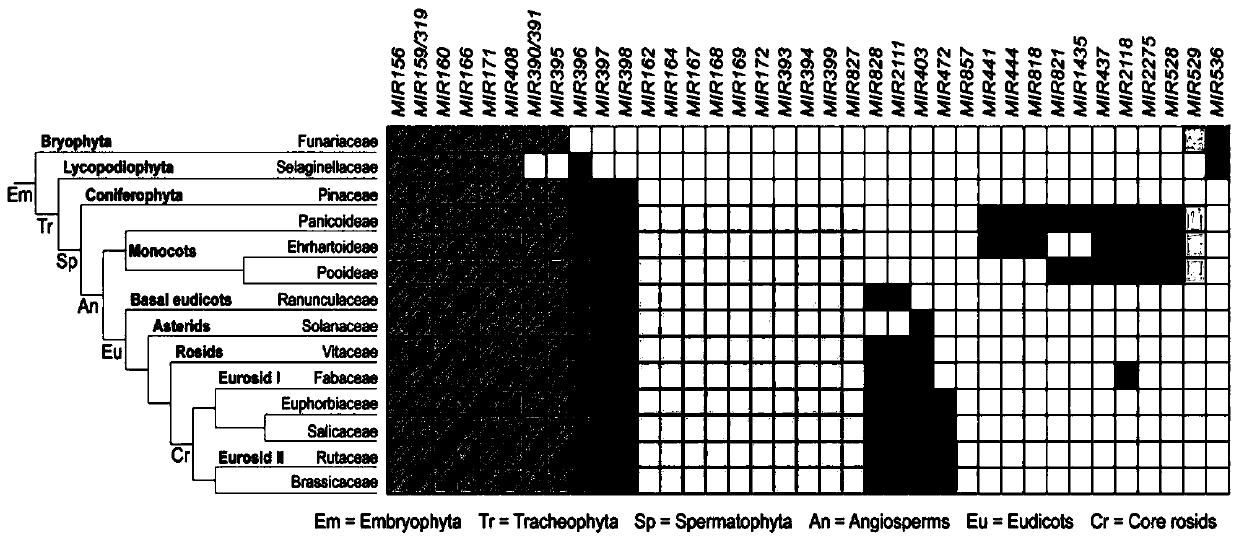 Target gene capable of improving regeneration capacity of plants, regulation molecules and application of target gene