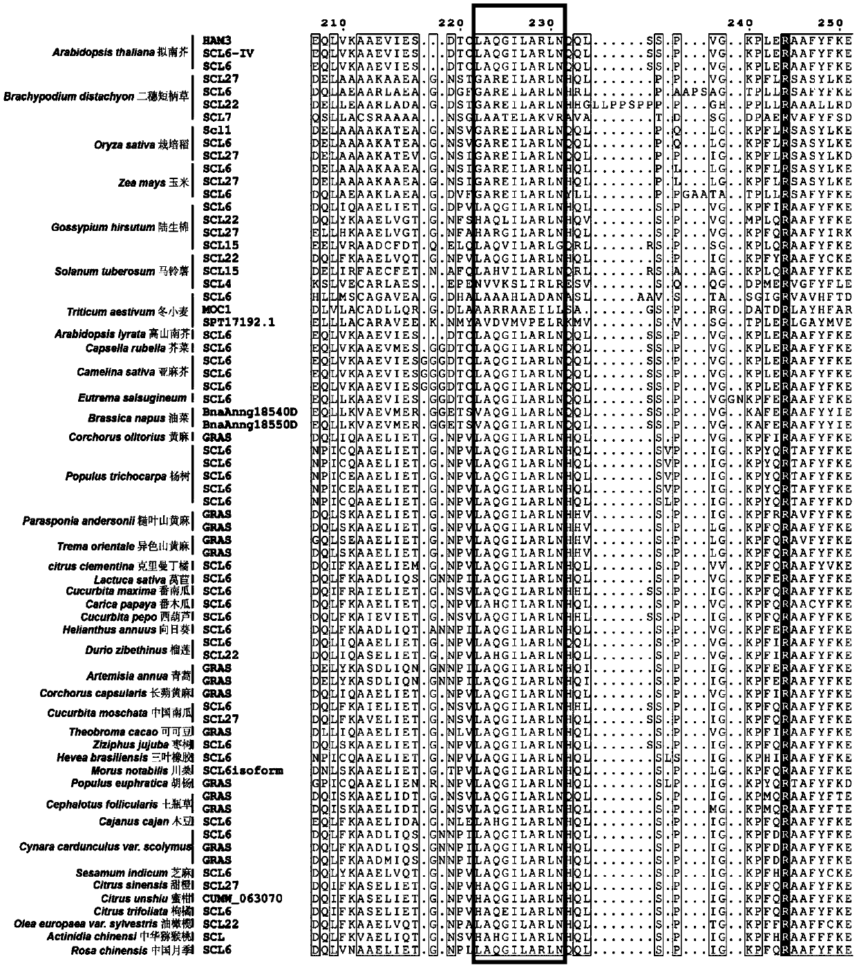 Target gene capable of improving regeneration capacity of plants, regulation molecules and application of target gene