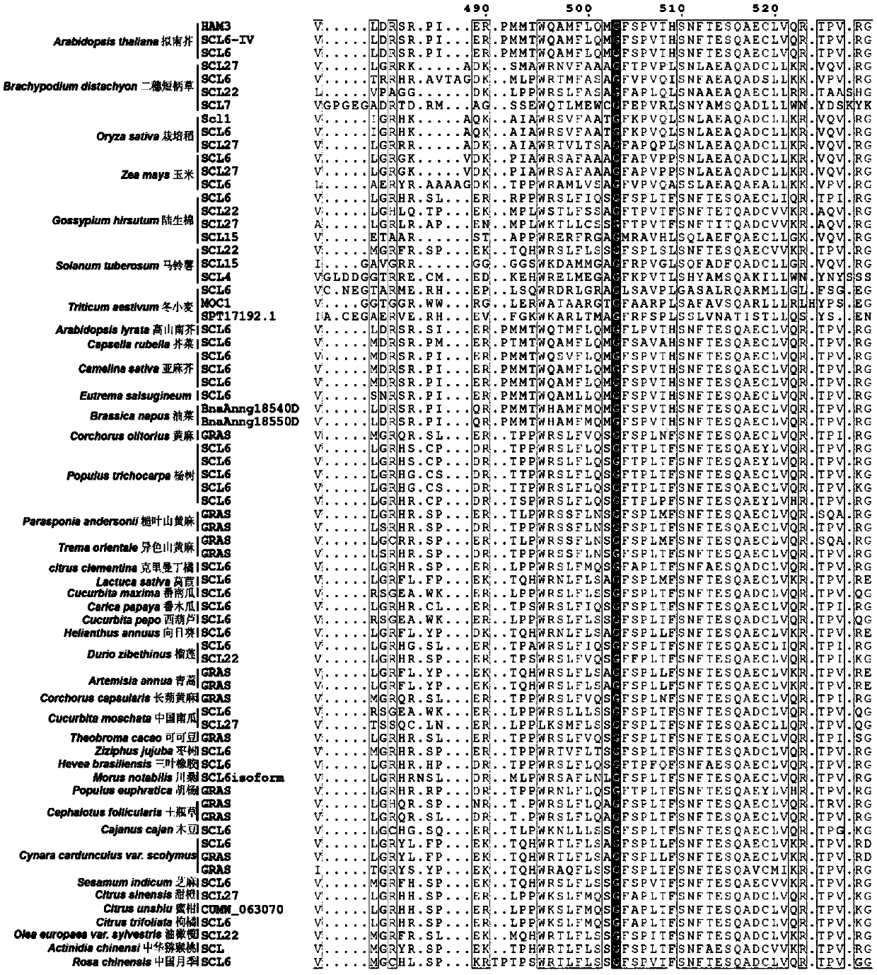 Target gene capable of improving regeneration capacity of plants, regulation molecules and application of target gene