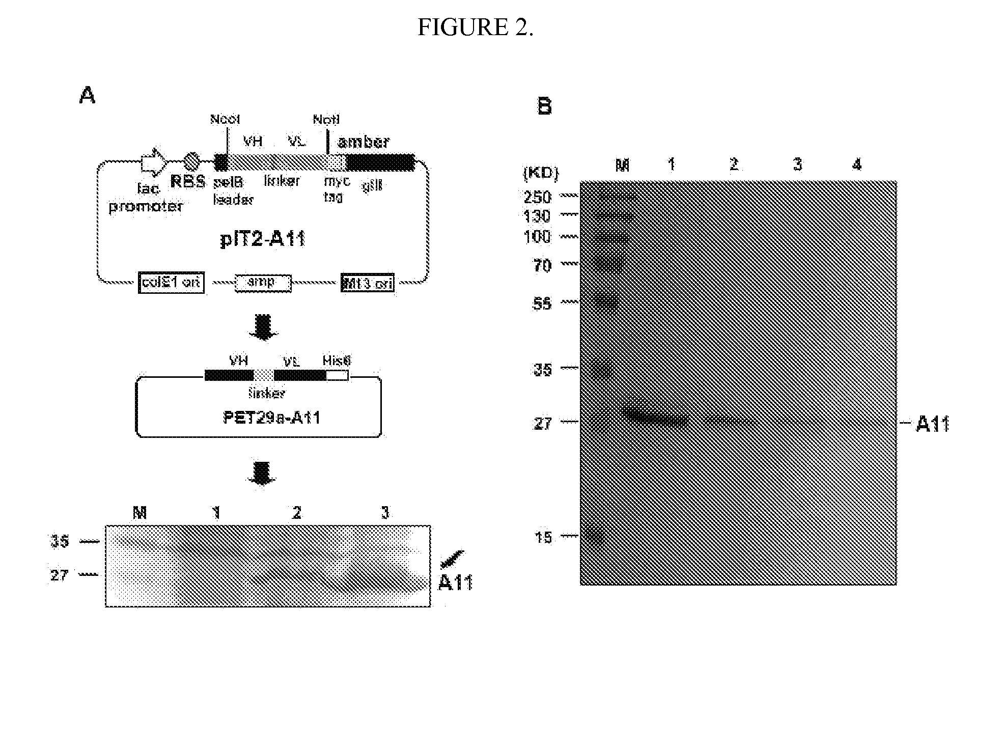 Therapeutic agents for inducing platelet fragmentation and treating thromboembolic disorders