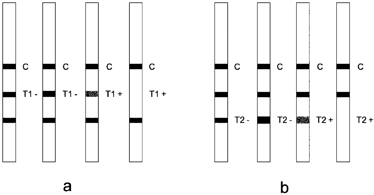 Colloidal gold kit for detecting beta-stimulant drug and preparation method thereof