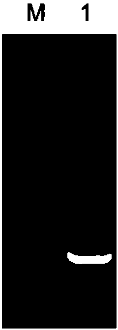 Preparation method of soluble protein of GyV8 gyrovirus VP3