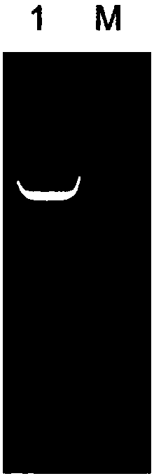 Preparation method of soluble protein of GyV8 gyrovirus VP3