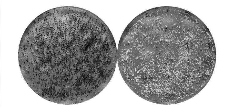 Method for preparing porous metal oxide by cold plasma-induced combustion