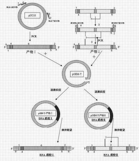 Preparation method for nucleic acid quality control by chimeric exogenous independent sequence