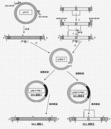 Preparation method for nucleic acid quality control by chimeric exogenous independent sequence