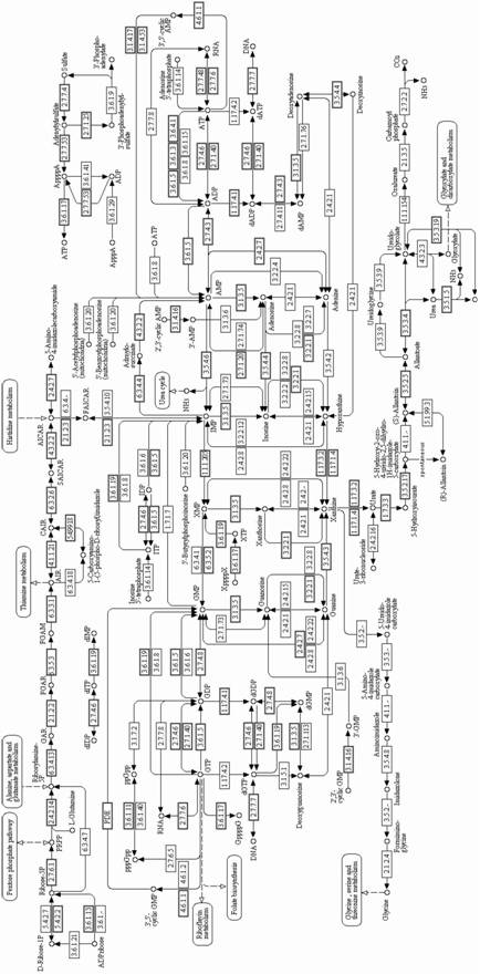 Enzyme for synthesizing and metabolizing inosine monophosphate of Cordyceps sinensis(Berk.)Sacc. Hirsutella sinensis and application thereof