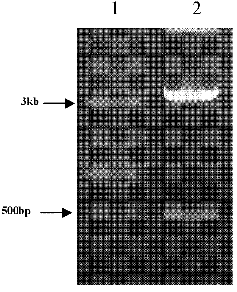 Rice seed glutelin glub-5 gene terminator and its application