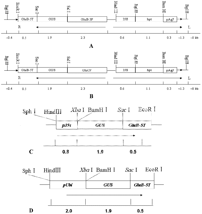 Rice seed glutelin glub-5 gene terminator and its application