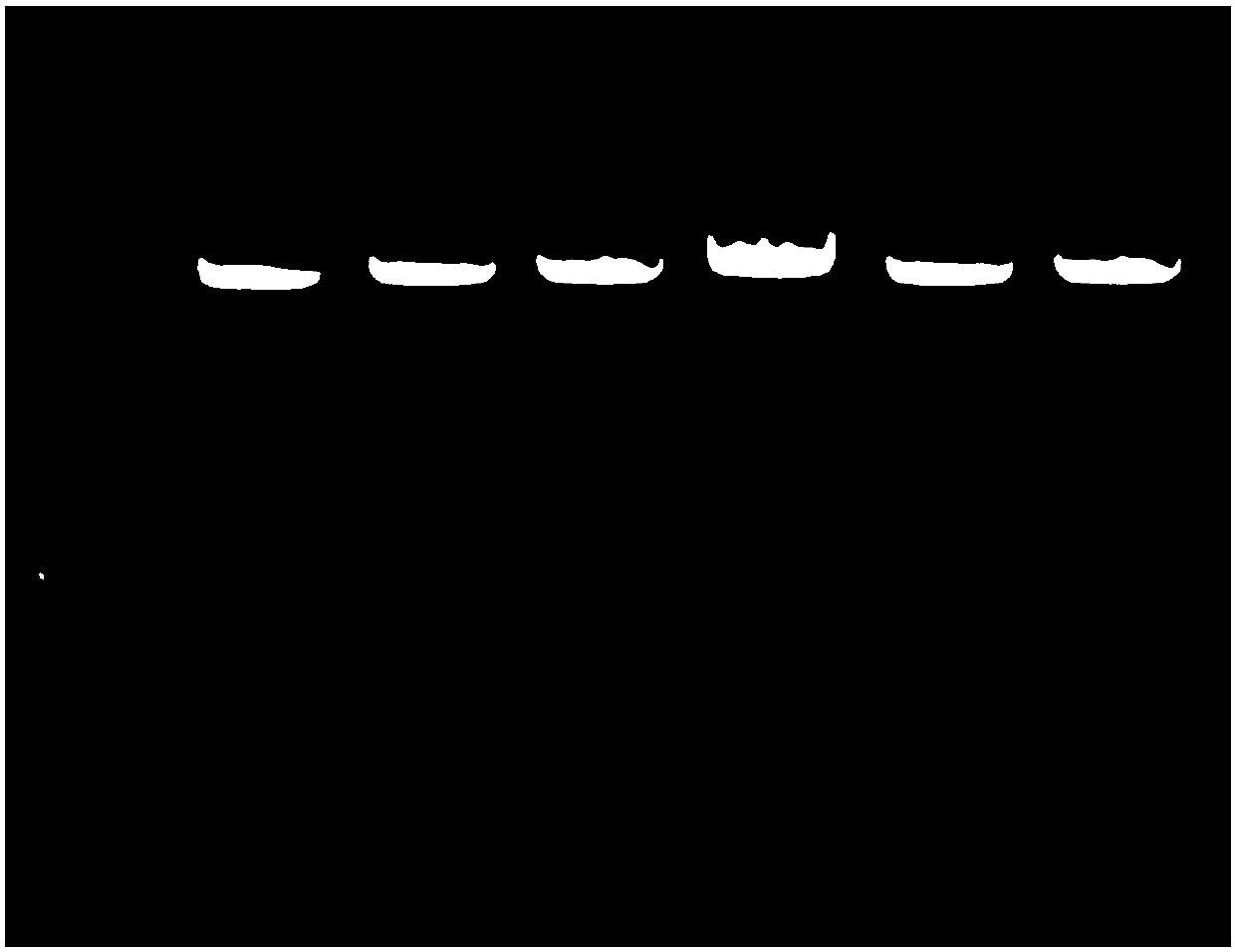 Method special for rapid massive extraction of oral epithelial cell DNA