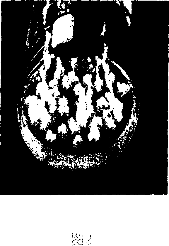 Method for transferring Tibetan medicinal effective component into receptor cell using somatic cell cross breeding technology