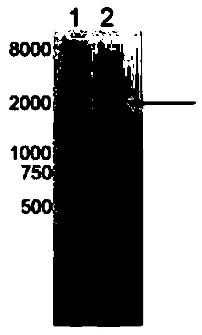 Hairpin structure containing CpG site and monomolecular mechanical method for measuring influence of CpG adjacent sequences on protein dissociation time constant