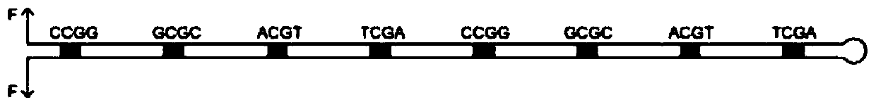 Hairpin structure containing CpG site and monomolecular mechanical method for measuring influence of CpG adjacent sequences on protein dissociation time constant