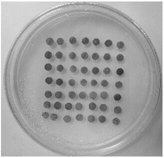 Method for high-throughput genetic transformation of tobacco