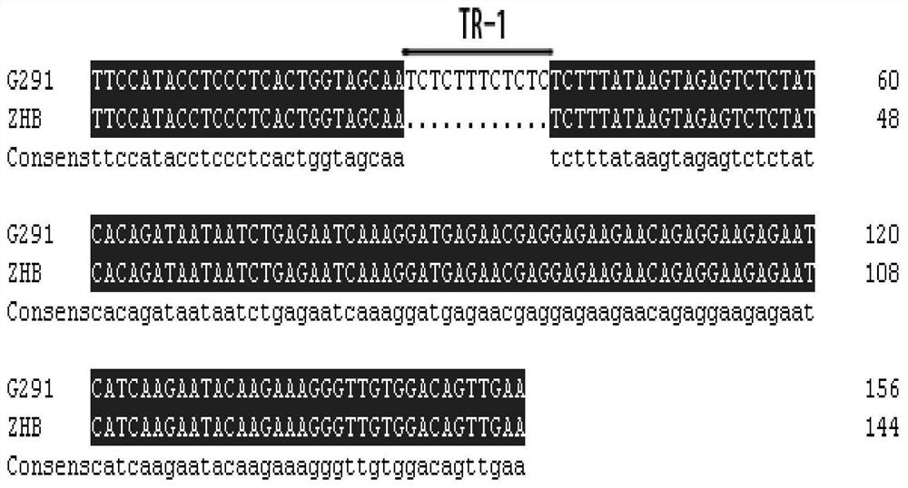 A Chinese cabbage burr indel marker and its detection primer and application