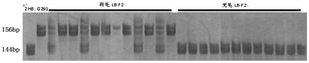 A Chinese cabbage burr indel marker and its detection primer and application