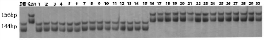 A Chinese cabbage burr indel marker and its detection primer and application