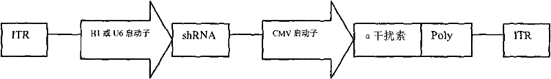 Adeno-associated virus carrier, preparation method thereof and application