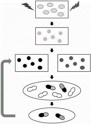 Construction of novel sugar alcohol-producing yeast strain genome rearrangement technology and application thereof