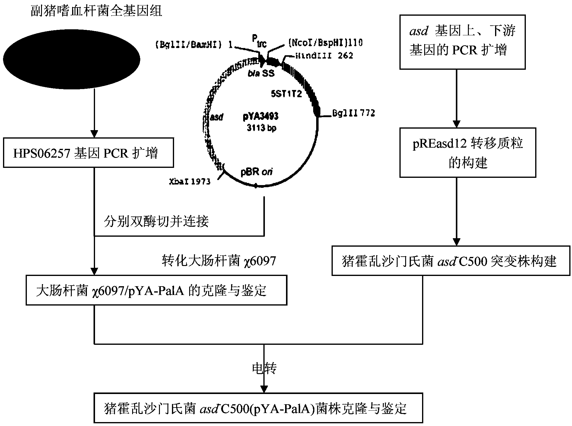 Haemophilus parasuis attenuated salmonella vaccine