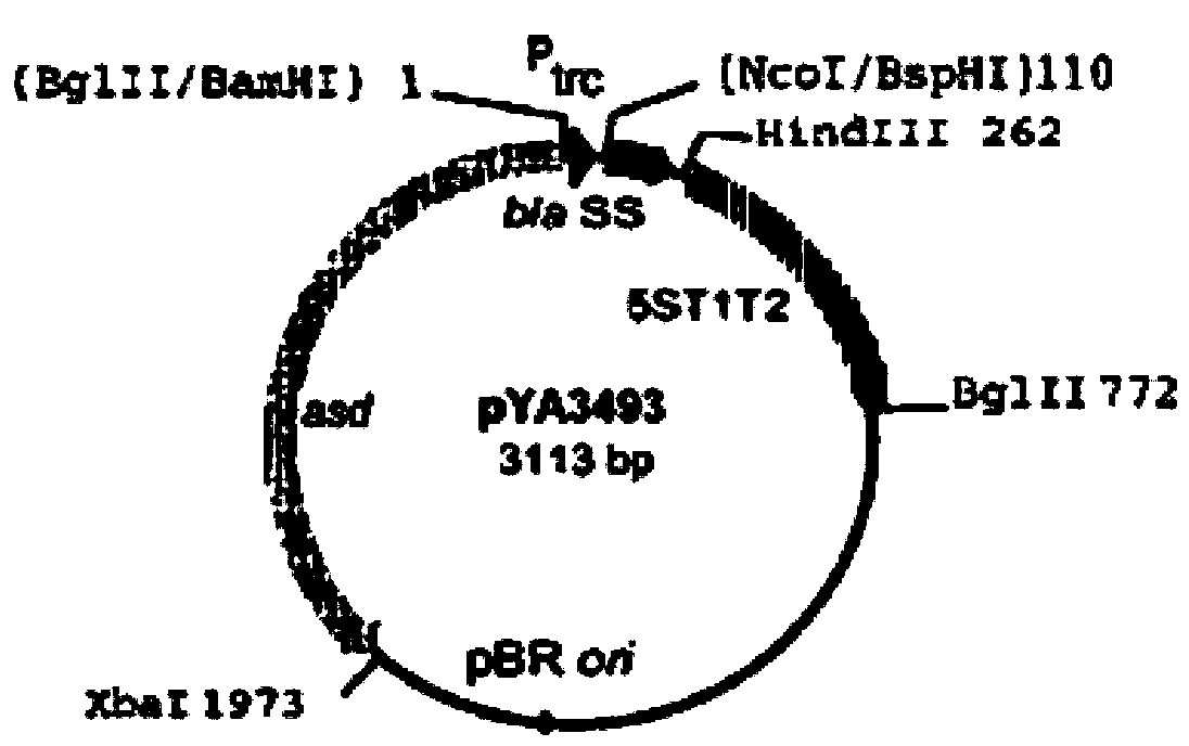 Haemophilus parasuis attenuated salmonella vaccine