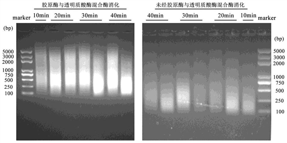 Method for Sonication of Naked Mole Rat Tissue in Chromatin Immunoprecipitation