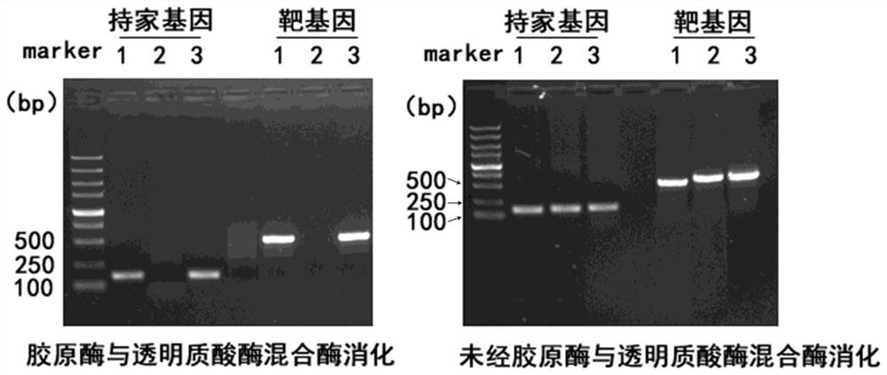 Method for Sonication of Naked Mole Rat Tissue in Chromatin Immunoprecipitation