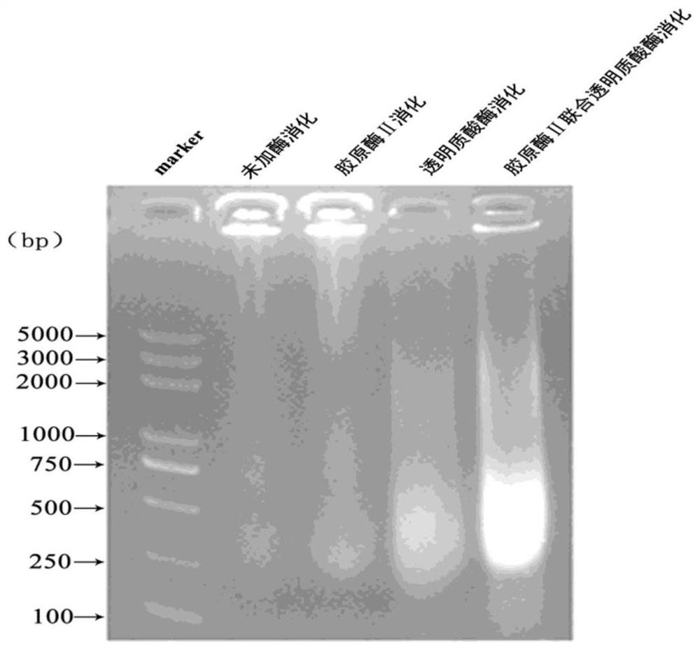 Method for Sonication of Naked Mole Rat Tissue in Chromatin Immunoprecipitation