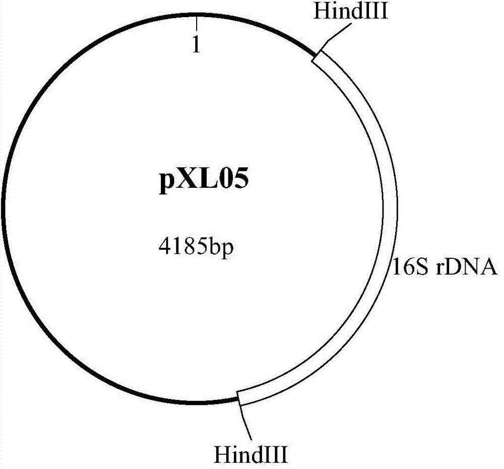 Plasmid standard molecular adaptable to sakazakii real-time fluorescent quantitation PCR (polymerase chain reaction) detection