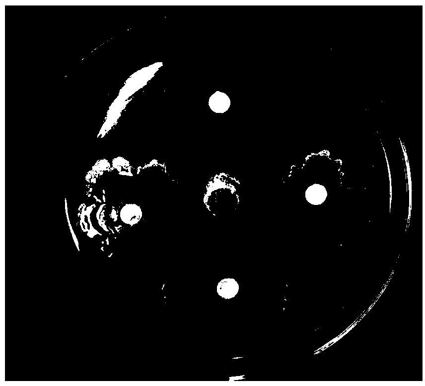 Bacillus amyloliquefaciens and application thereof