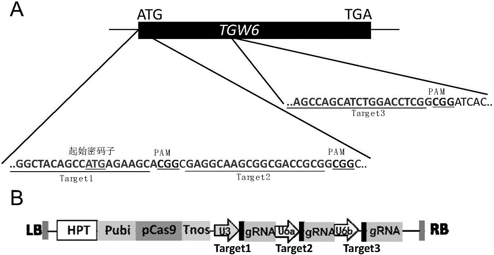 Rice thousand kernel weight gene tgw6 mutant as well as preparation method and application thereof