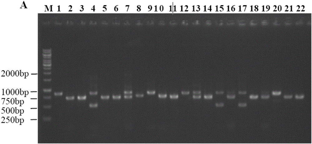 Rice thousand kernel weight gene tgw6 mutant as well as preparation method and application thereof