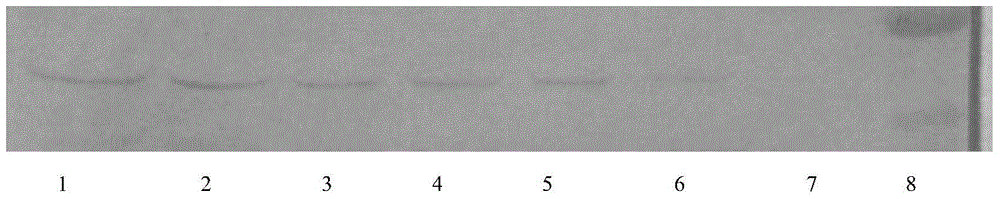 Human thymosin β4 triploid protein, coding gene and separation and purification method thereof