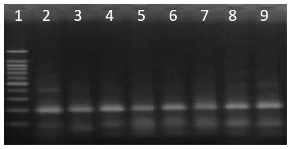 RPA (recombinase polymerase amplification) primer probe combination for detecting transgenic maize G1105E-823C, kit and detection method