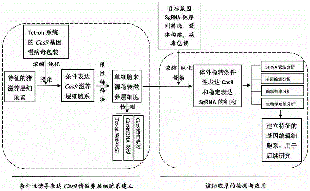 Conditional Cas9 expression induced swine trophoblastic cell line and establishment method and application thereof