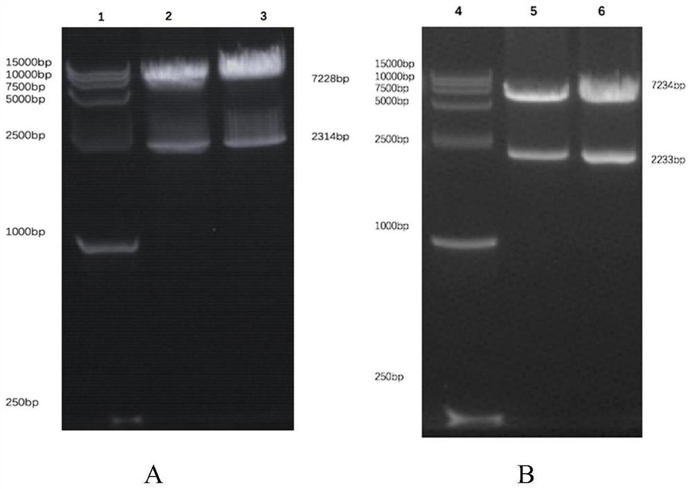 Chimeric antigen receptor targeting CD22 and CD19 and application thereof