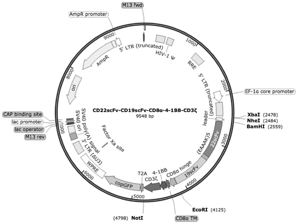 Chimeric antigen receptor targeting CD22 and CD19 and application thereof