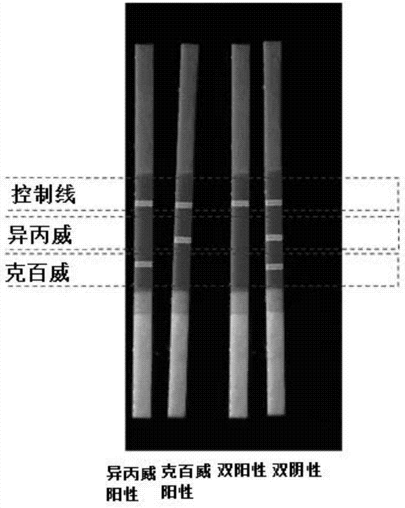 Carbofuran and isoprocarb double joint inspection immune fluorescent test paper strip, kit and application thereof