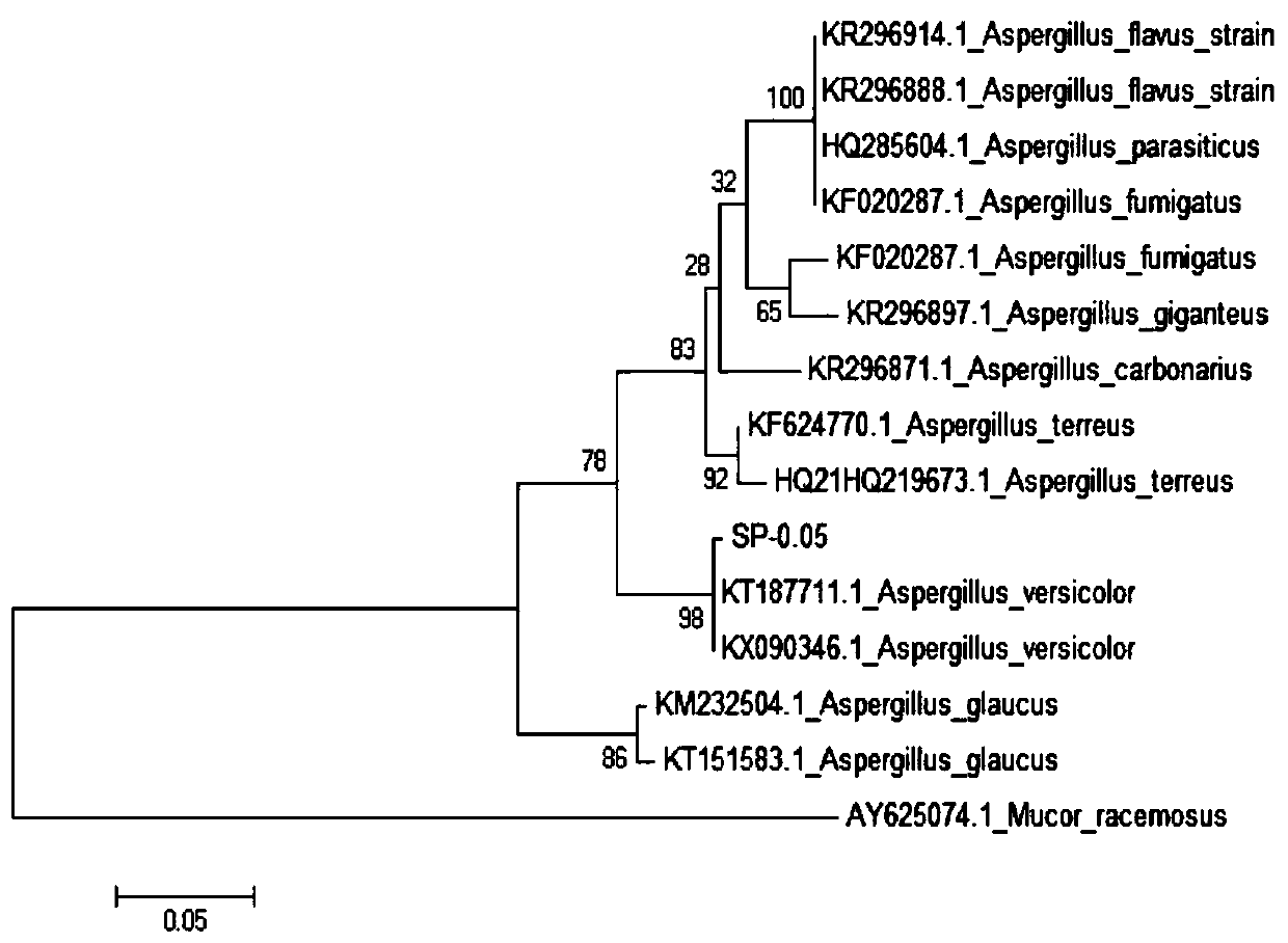 Strain of aspergillus versicolor HY12