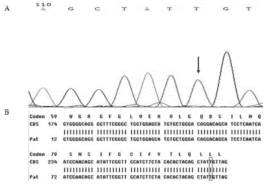 Kit for detecting polymorphism of VKORC1 and CYP2C9 genes