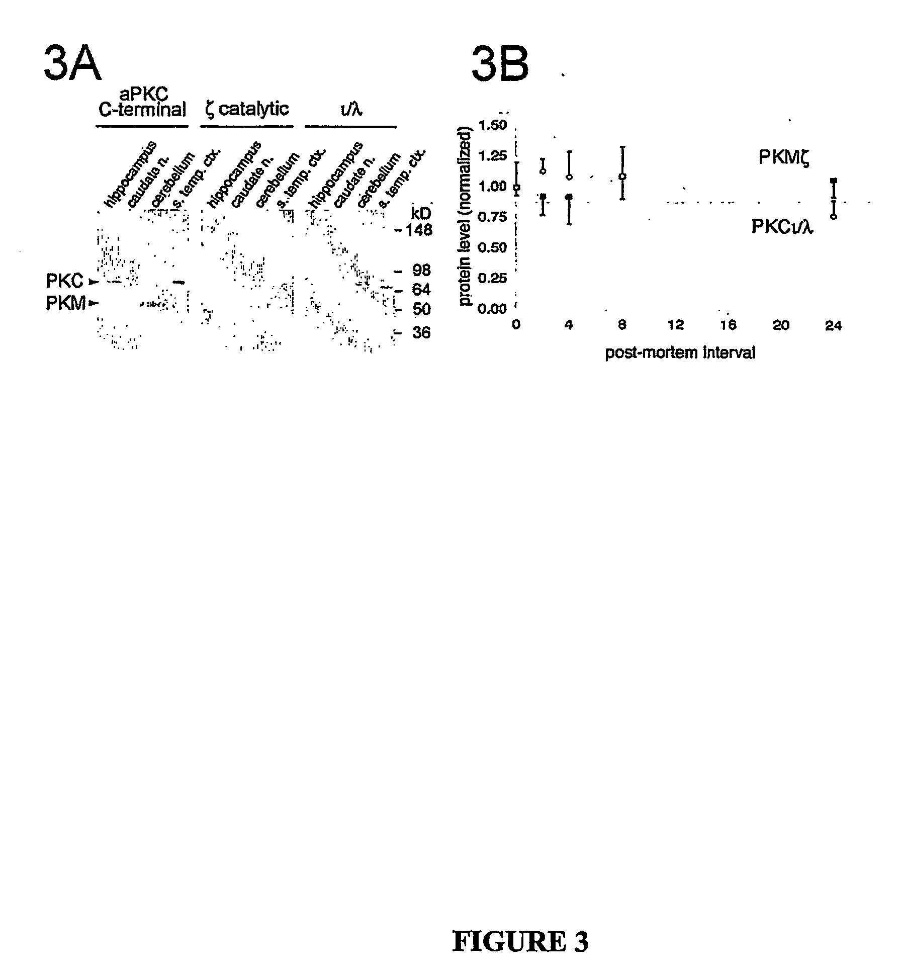 Atypical protein kinase c isoforms in disorders of the nervous system and cancer