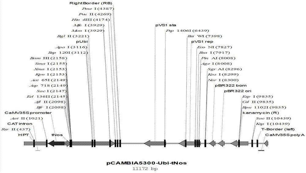 Breeding method for arginase transgenic corn