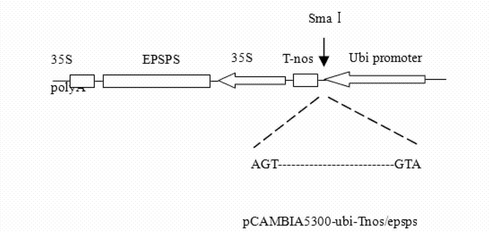 Breeding method for arginase transgenic corn