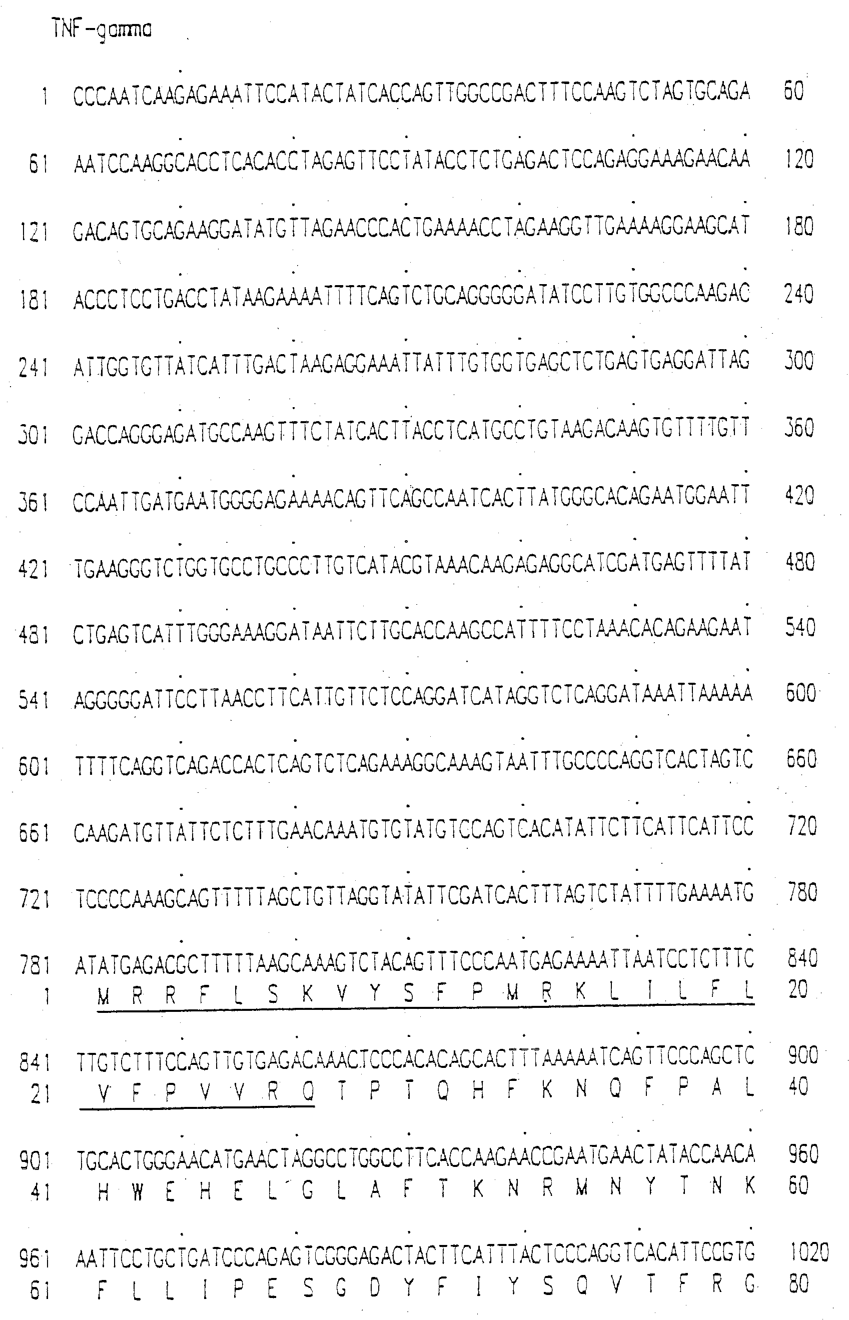 Tumor Necrosis Factor-Gamma