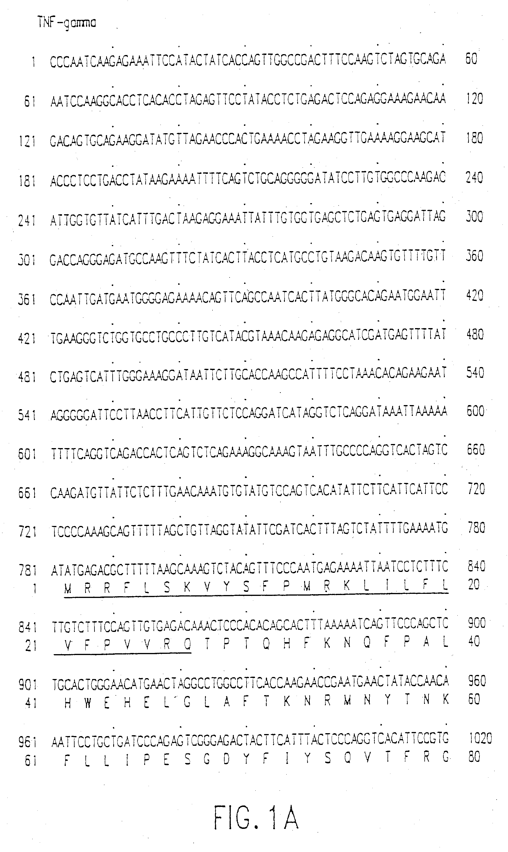 Tumor Necrosis Factor-Gamma