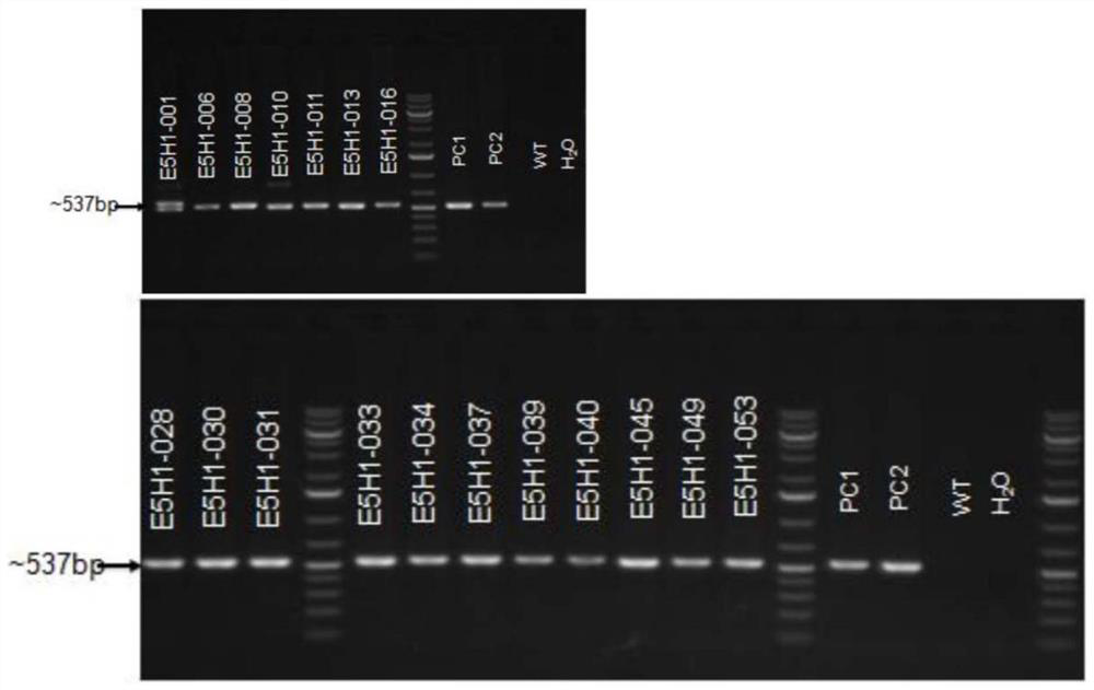 Construction method and application of Tecrl knockout mouse model