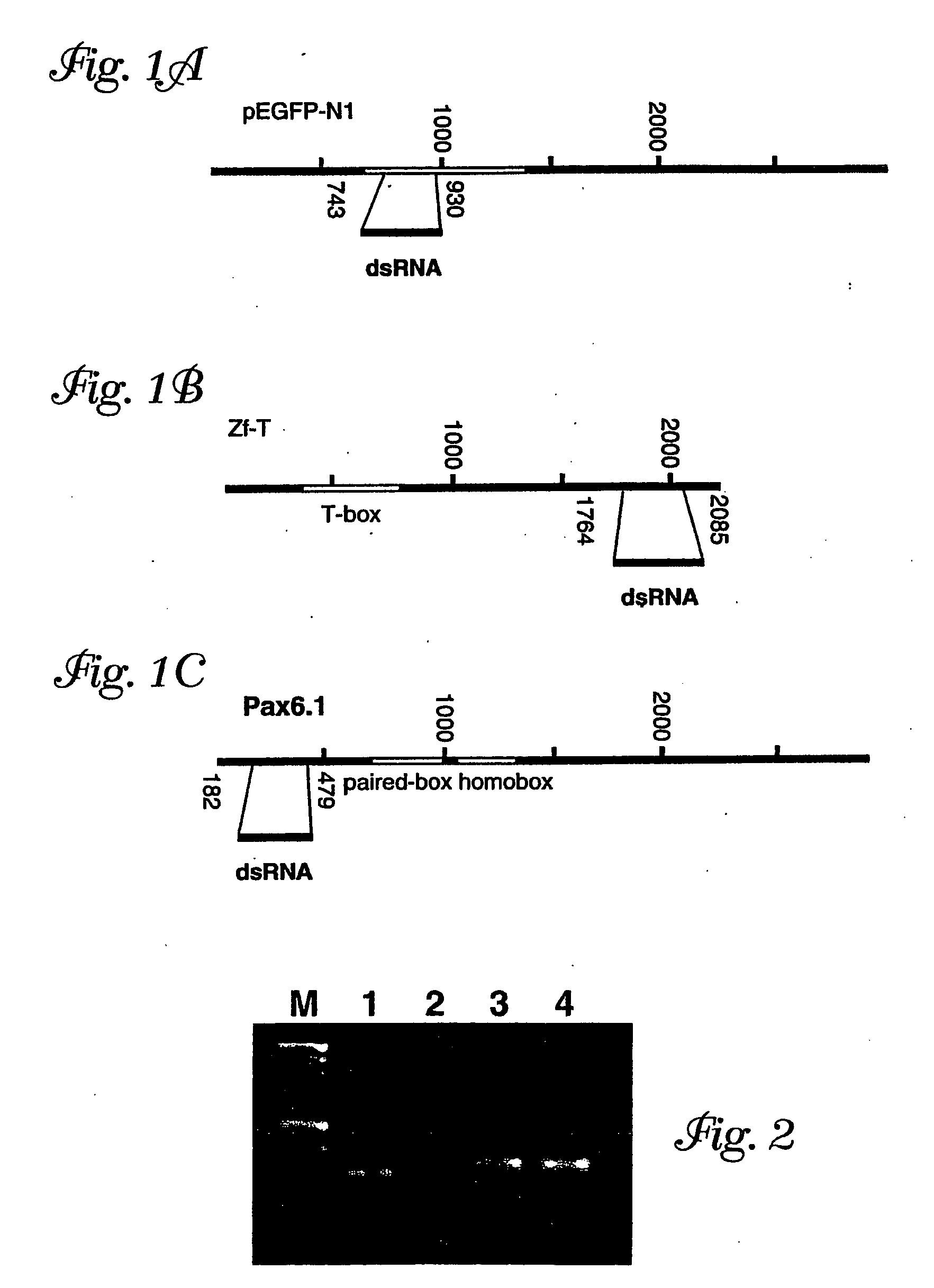 Composition and Method for IN VIVO and IN VITRO Attenuation of Gene Expression Using Double Stranded RNA