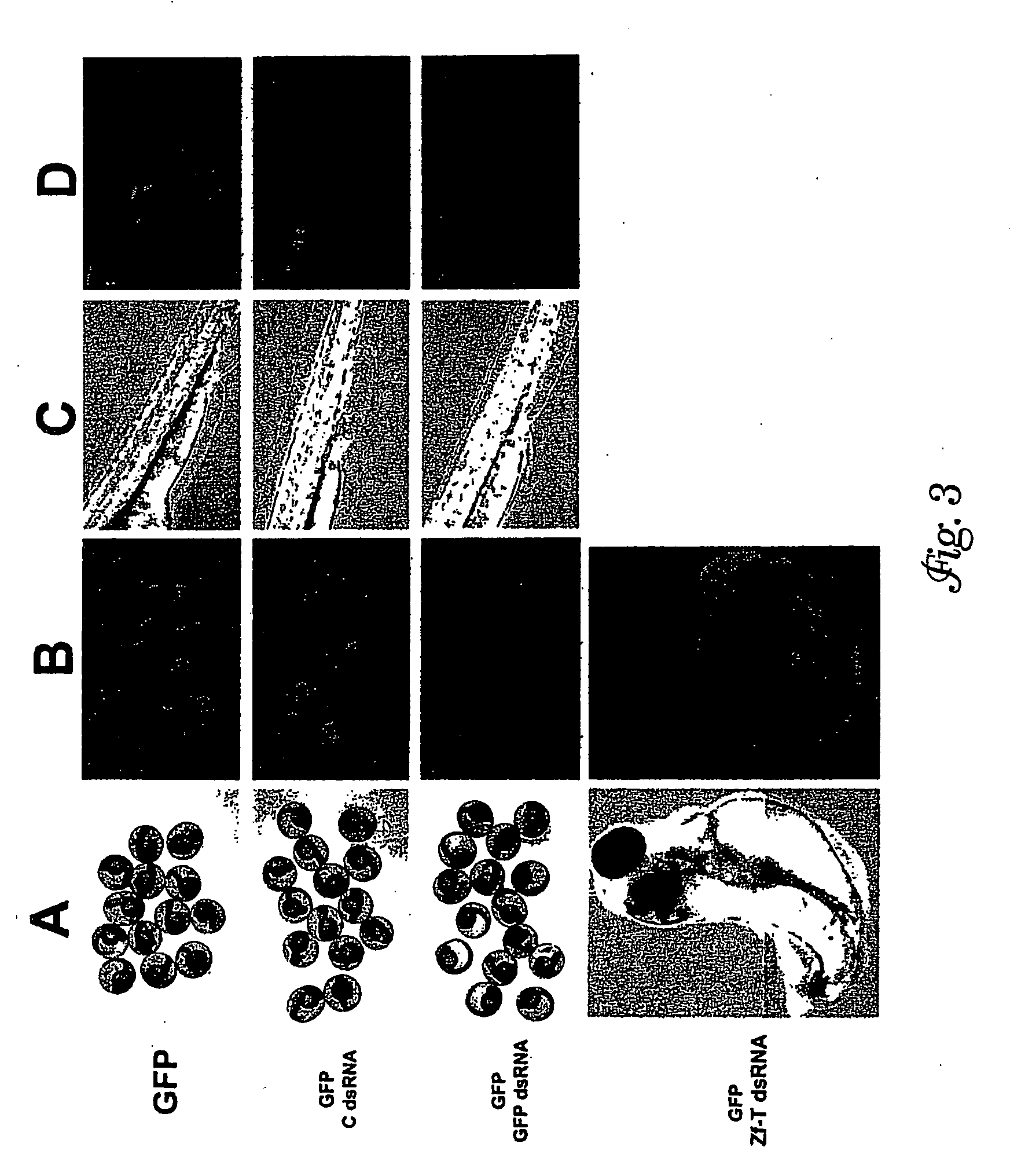 Composition and Method for IN VIVO and IN VITRO Attenuation of Gene Expression Using Double Stranded RNA