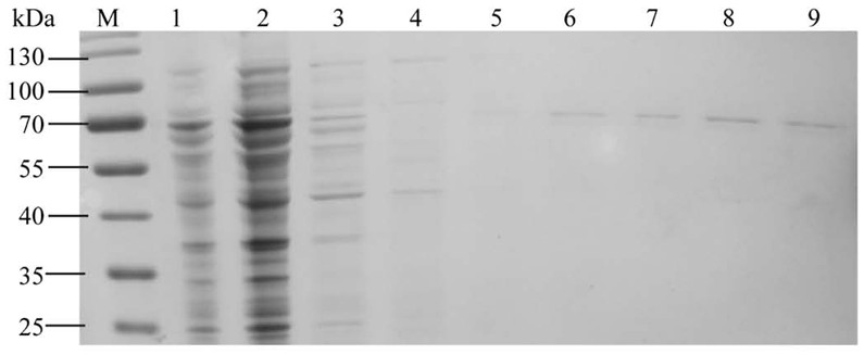 Low-temperature catalase and its preparation method and application