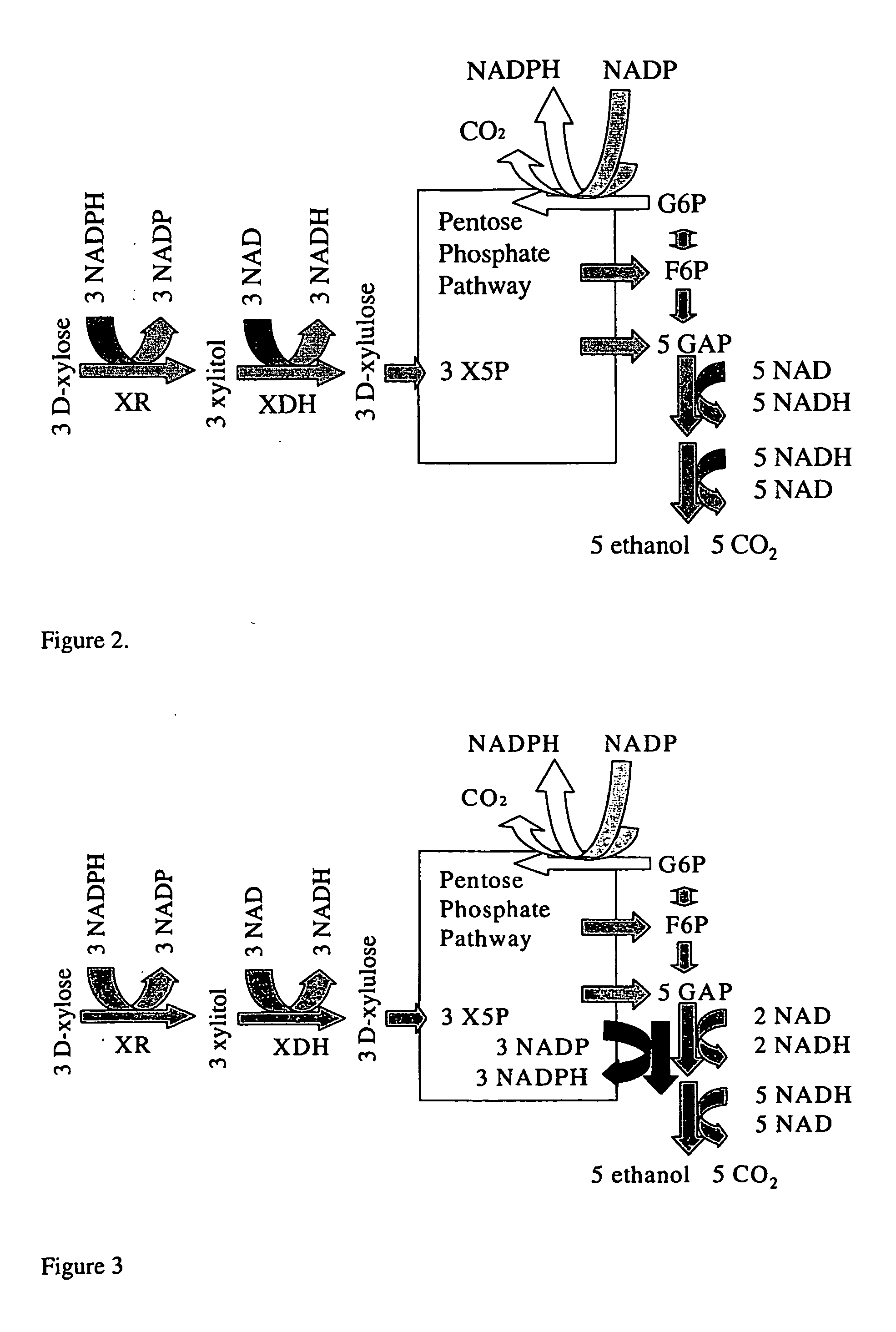 Fungal micro-organism having an increased ability to carry out biotechnological process(es)